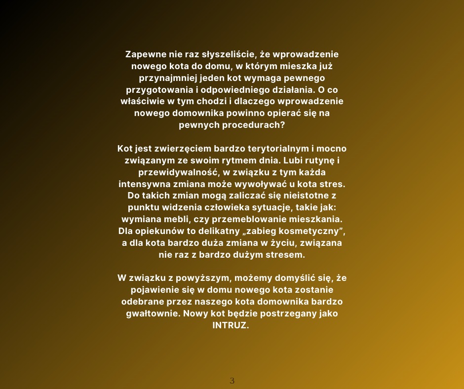 NOWY KOT VS KOT DOMOWNIK