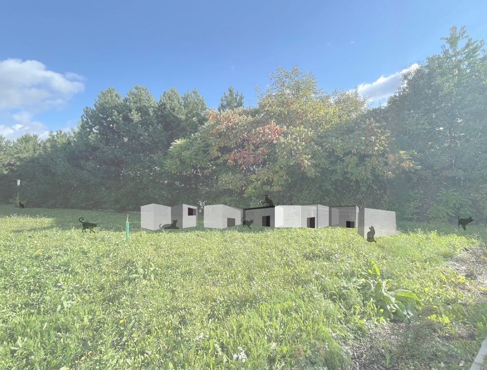 Kocie Kolonie na świecie?