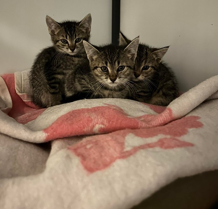 Naszemu pupilowi trzeba podać tabletkę.